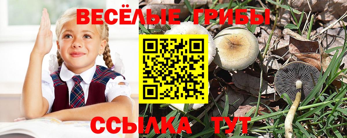 Псилоцибиновые грибы прущие грибы Кыштым